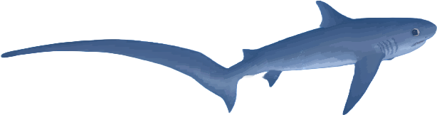 a picture of Shark