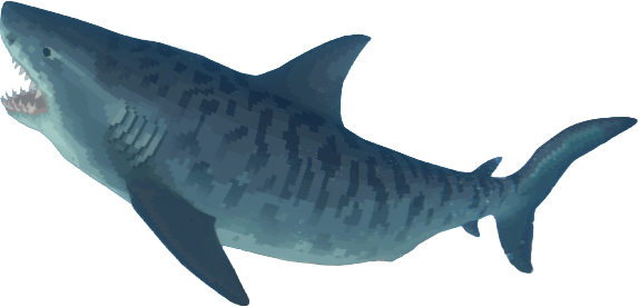a picture of a Tiger Shark