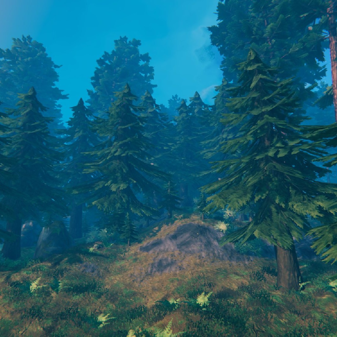 Biome Image Card - BLACK FOREST